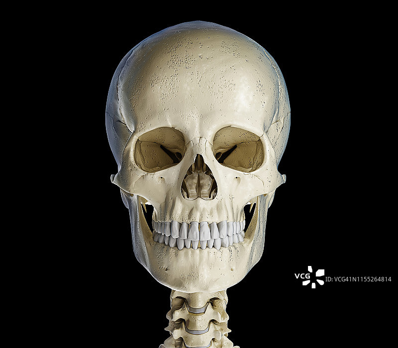 人类的头骨,插图图片素材