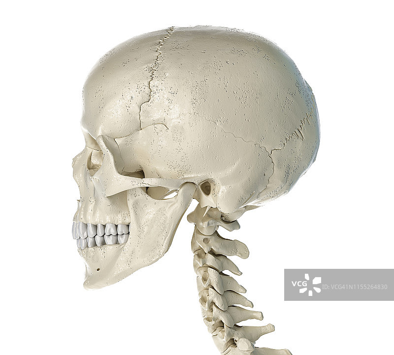 人类的头骨,插图图片素材