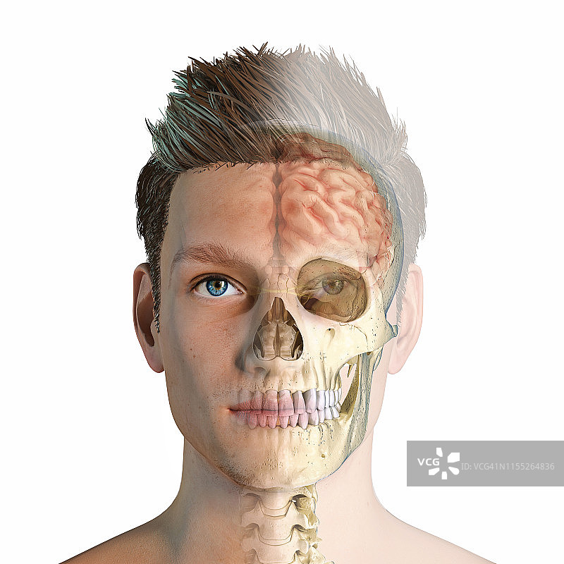 带头骨和大脑的男人头部插图图片素材