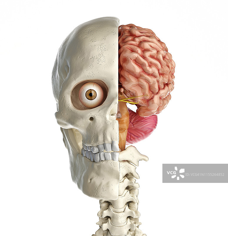 人脑头骨横截面图图片素材