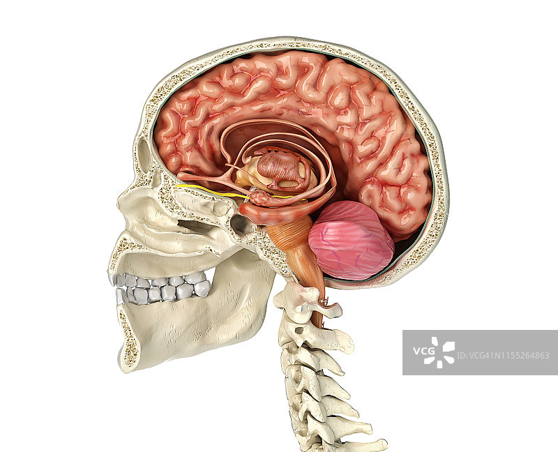 人脑头骨横截面图图片素材