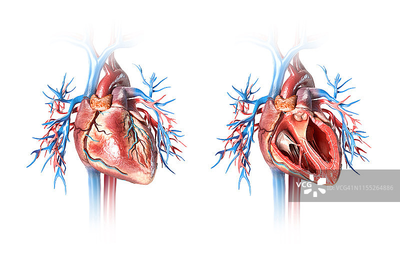 人类心脏和血管插图图片素材