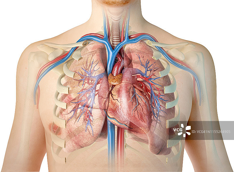 人体胸部解剖结构图图片素材