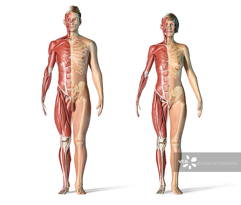 男性和女性的肌肉和骨骼系统图图片素材