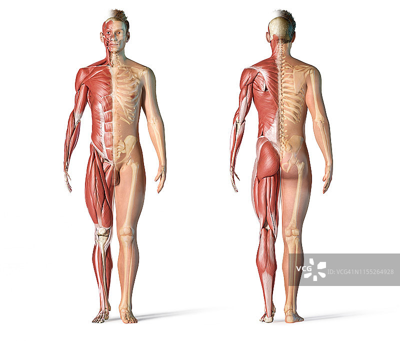 男性肌肉和骨骼系统图图片素材
