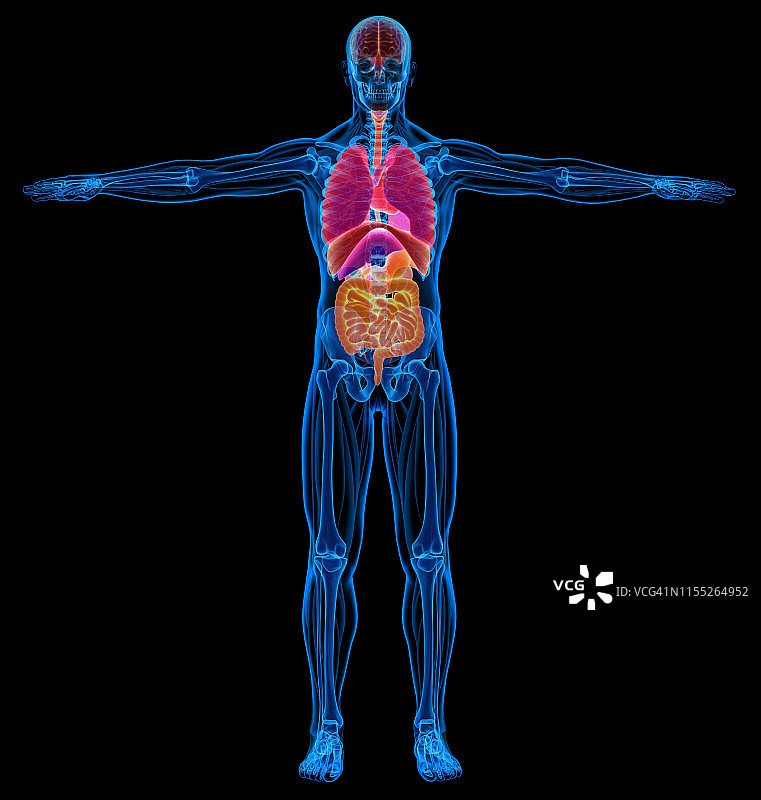 男性解剖学插图图片素材