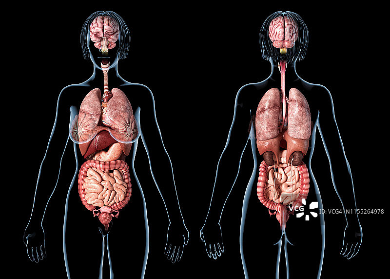 女性内脏器官插图图片素材