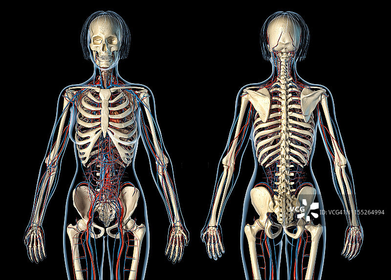 女性心血管和骨骼系统插图图片素材