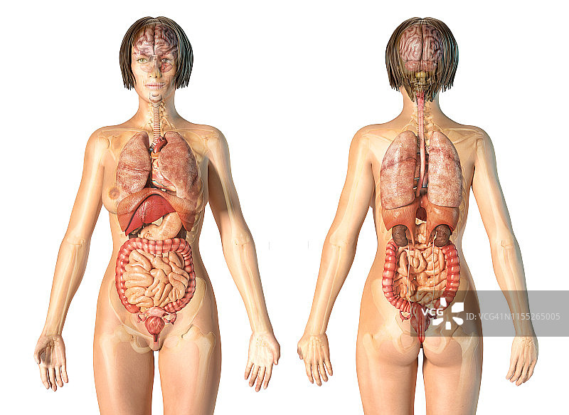 女性内脏器官插图图片素材