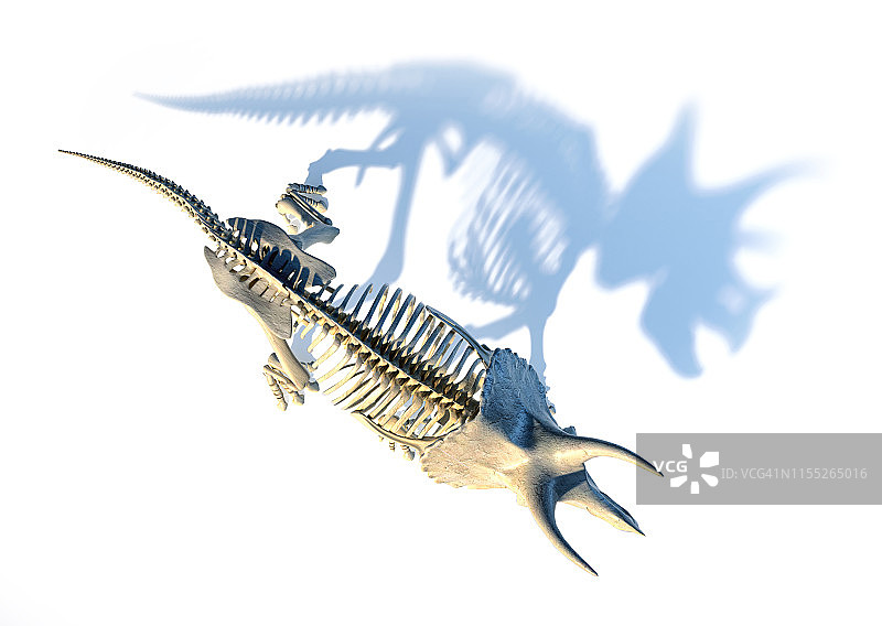 三角龙恐龙骨骼插画图片素材