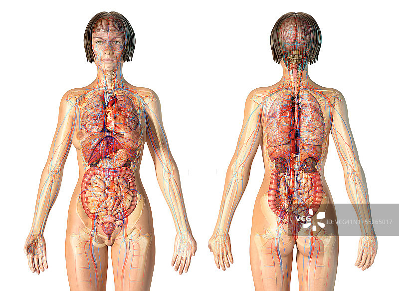 女性解剖,插图图片素材