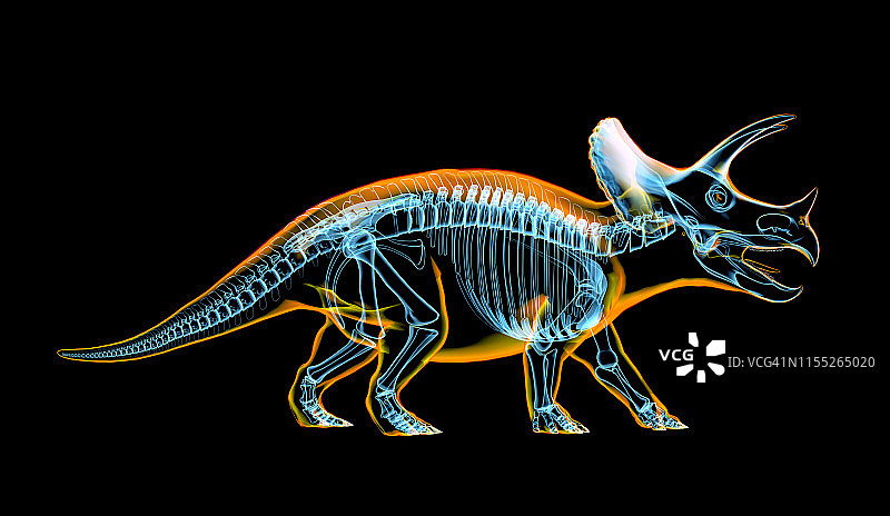 三角龙恐龙骨骼插画图片素材