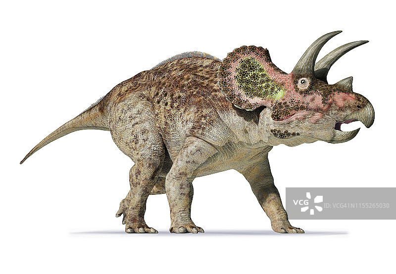 三角龙恐龙插画图片素材