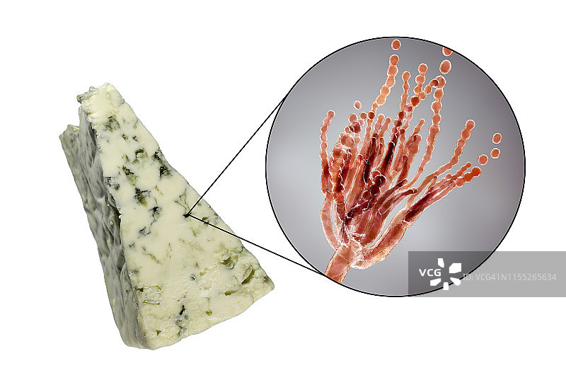 青霉菌和罗克福奶酪合成图图片素材