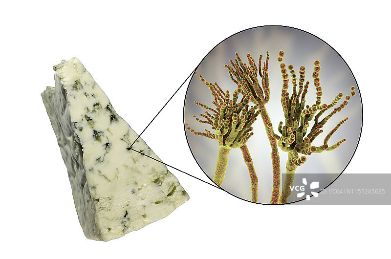 青霉菌和罗克福奶酪合成图图片素材