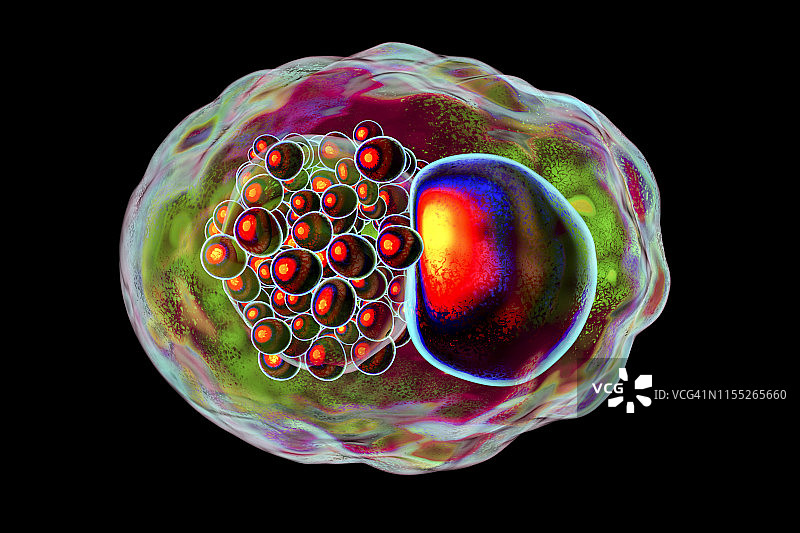 沙眼衣原体细菌，图示图片素材