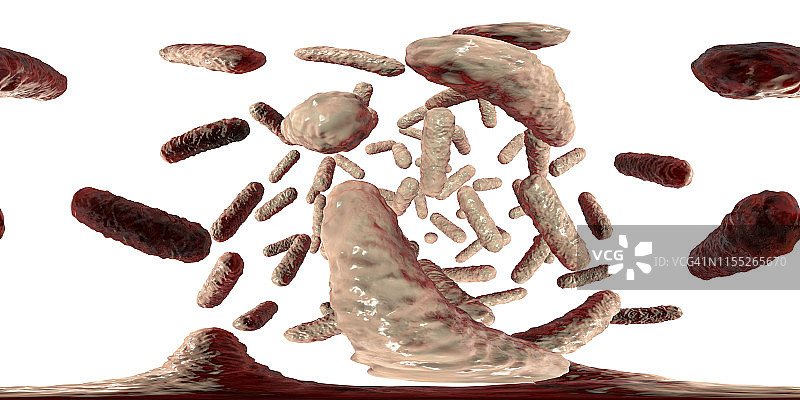 肠杆菌科细菌，图示图片素材
