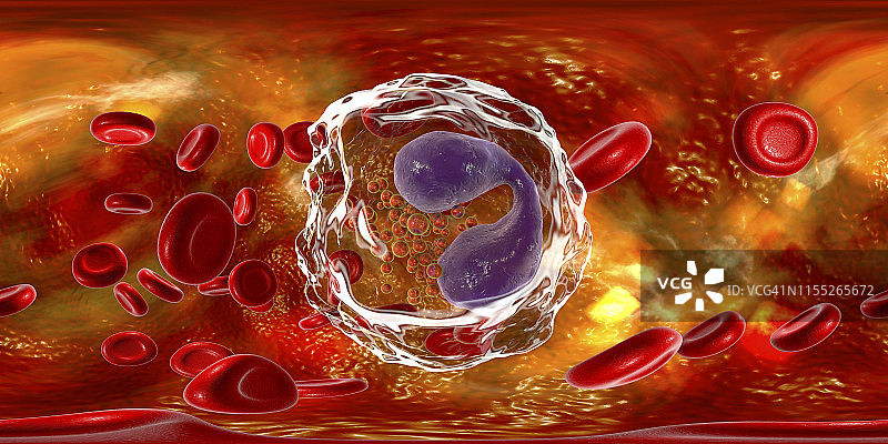 嗜酸性粒细胞白细胞图示图片素材
