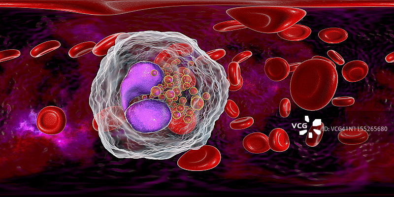 嗜酸性粒细胞白细胞图示图片素材