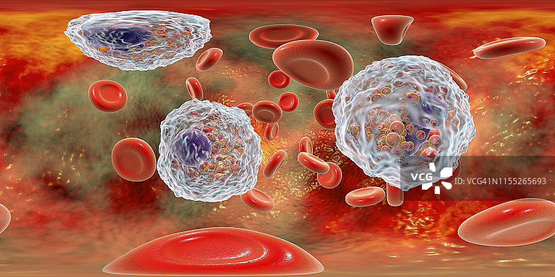 大量嗜酸性粒细胞的血涂片图示图片素材