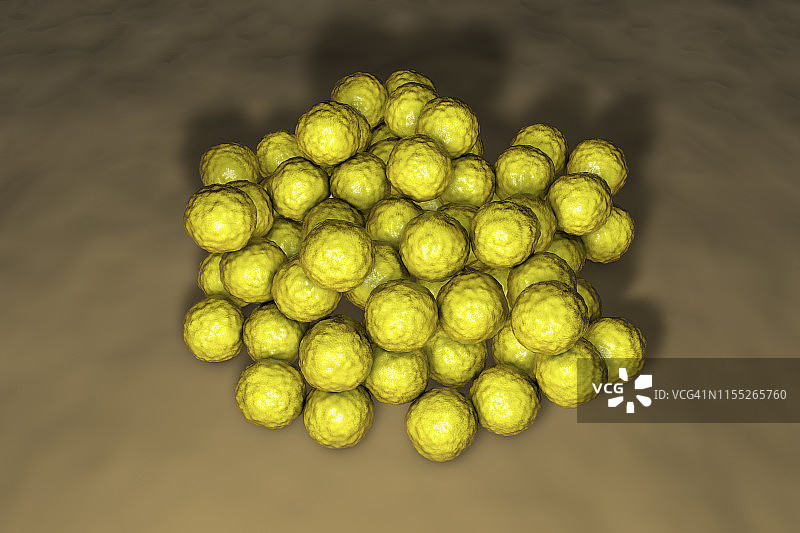 藤黄微球菌细菌图图片素材