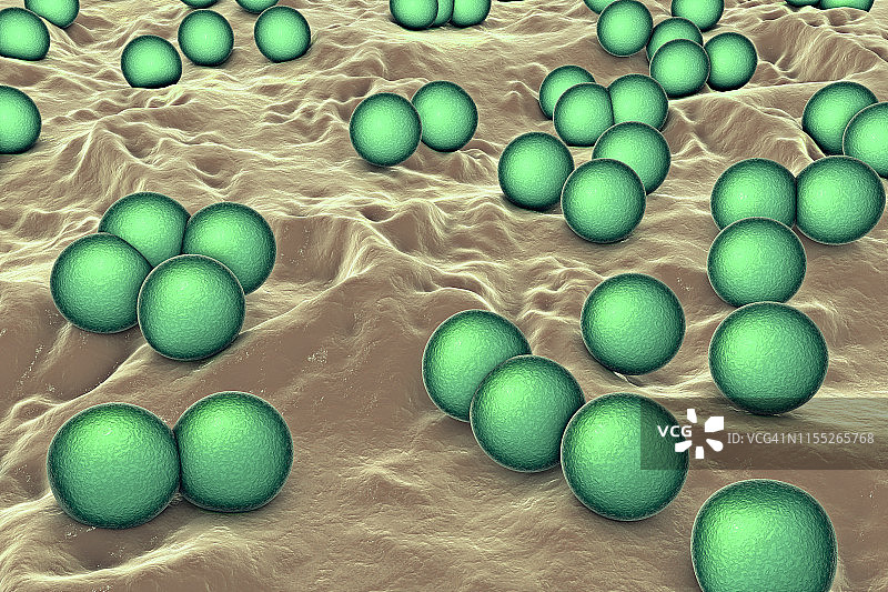 藤黄微球菌细菌图图片素材