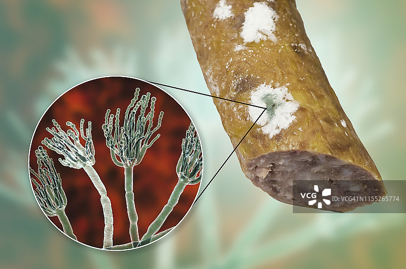 带有霉菌的烟熏香肠合成图图片素材