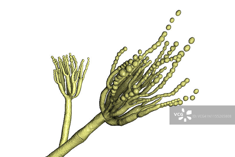 罗克福青霉菌插画图片素材