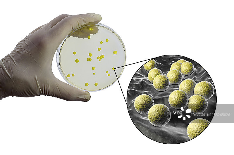 藤黄微球菌，合成图像图片素材