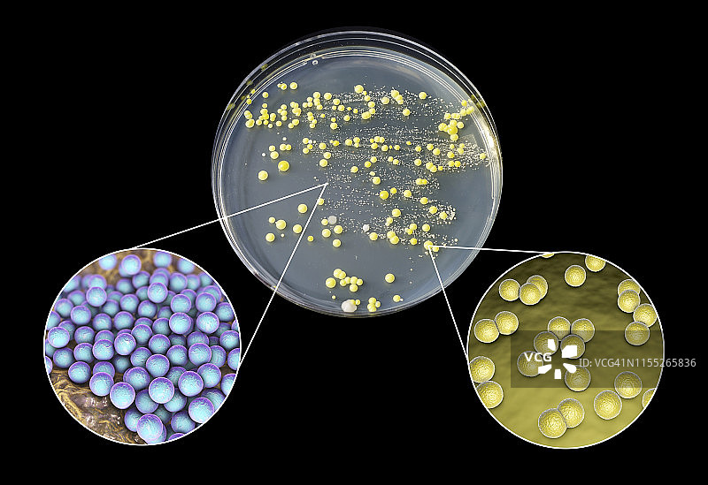 从人体皮肤培养的细菌培养物合成图像图片素材