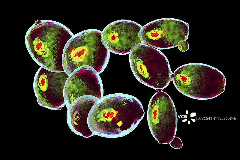 酿酒酵母插画图片素材