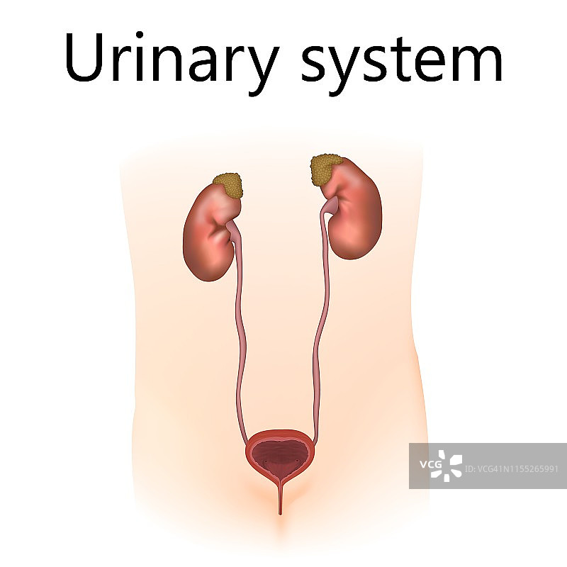 泌尿系统示意图图片素材