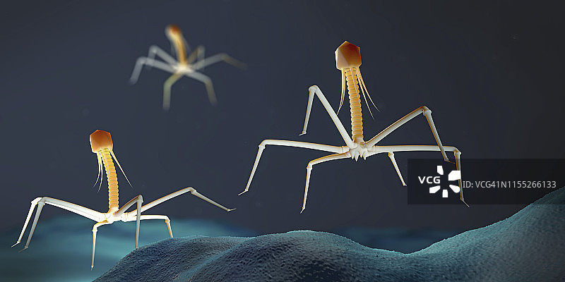 噬菌体感染细菌插图图片素材