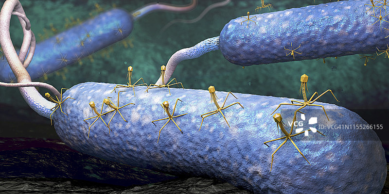 感染细菌的噬菌体插图图片素材