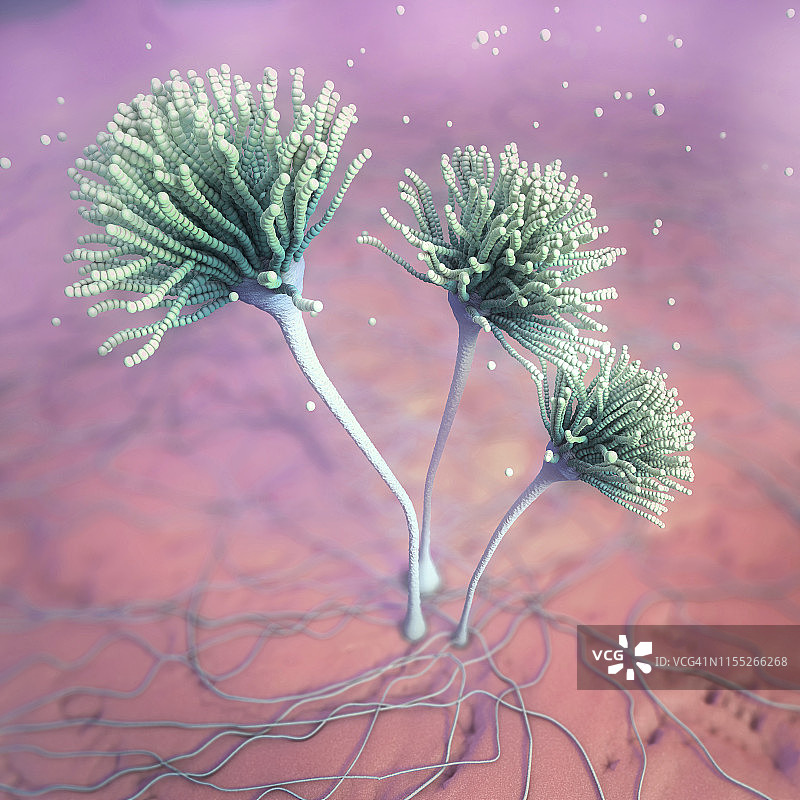 真菌插画图片素材