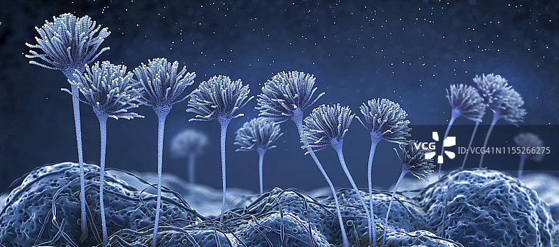 真菌插画图片素材