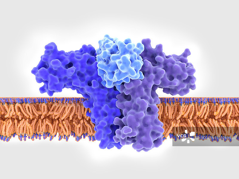 白细胞介素4与其受体结合示意图图片素材