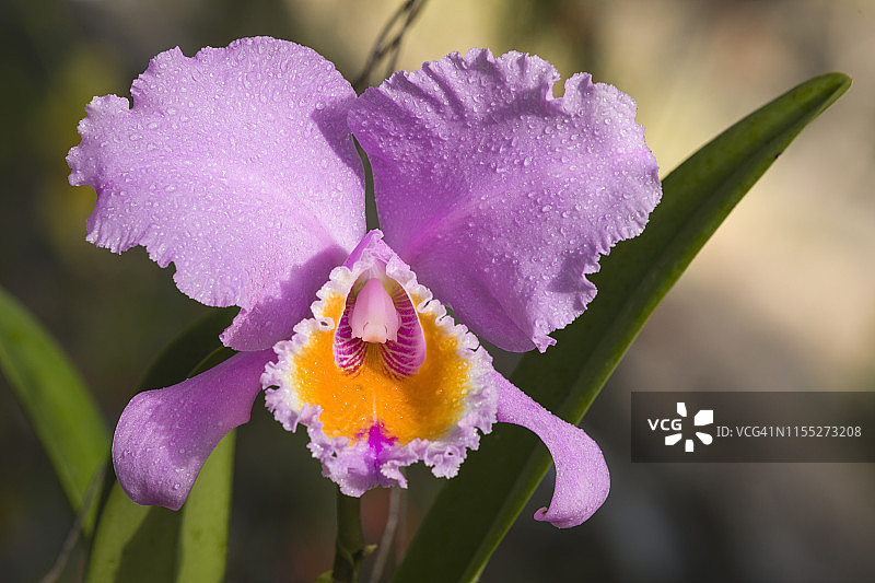 夏威夷盛开的罕见卡特兰杂交兰花图片素材