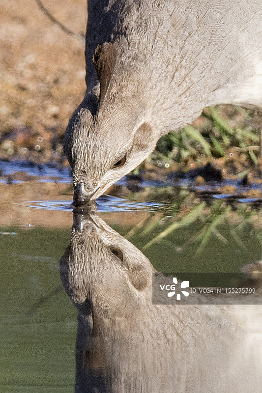 正在饮水的冈贝尔鹌鹑（雌性）特写，含倒影图片素材