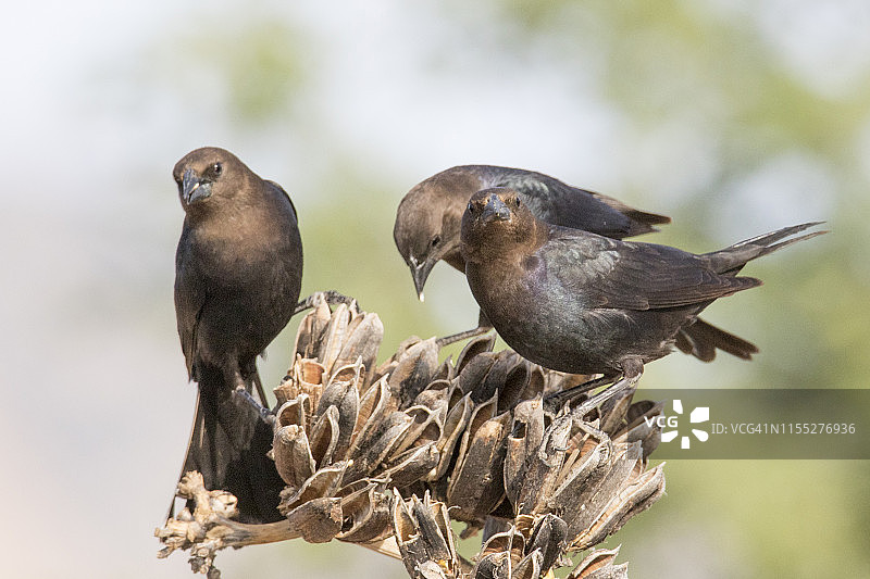棕头牛鹂图片素材