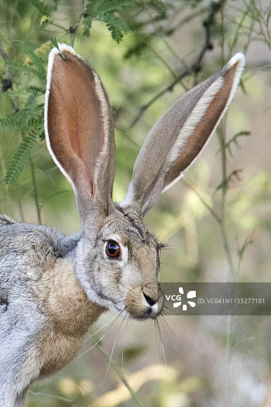 羚羊兔特写图片素材