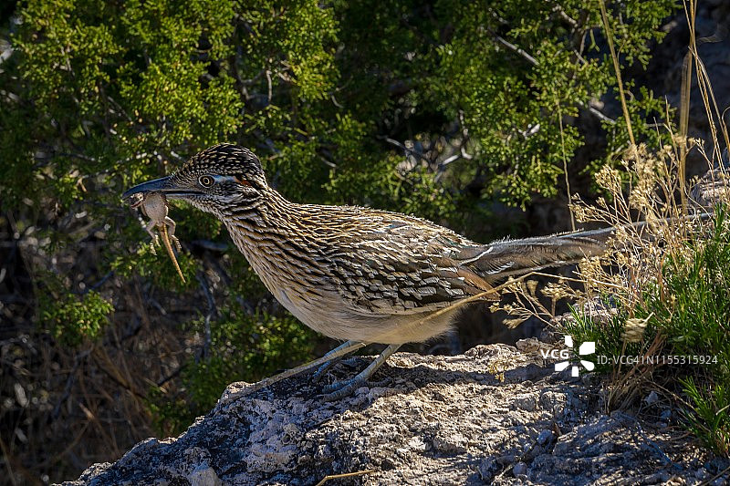生命之环图片素材