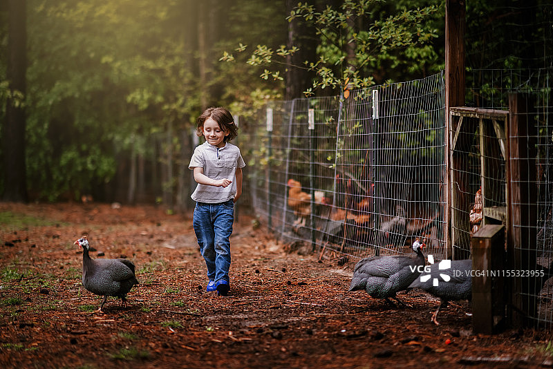 在农场追逐小鸡的男孩图片素材