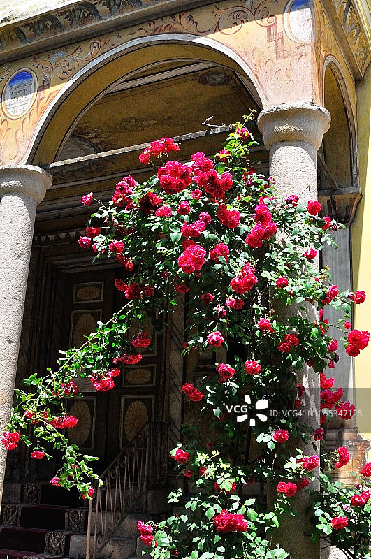 保加利亚普罗夫迪夫建筑支柱前藤蔓上的洋红色花朵图片素材