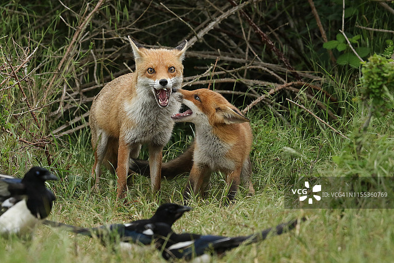 可爱的赤狐幼崽与雌狐在洞穴入口处张开嘴相对图片素材