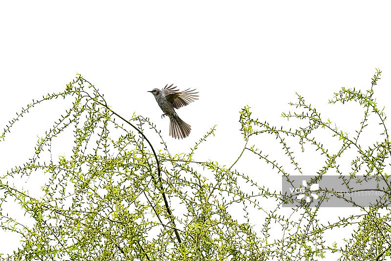 韩国杨平郡南汉江边的柳树上的棕耳鹎图片素材