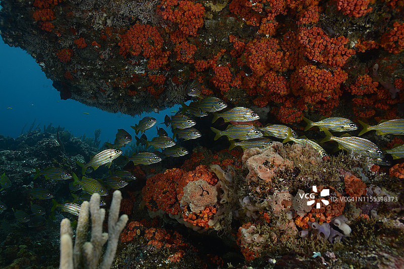 小口石鲈图片素材