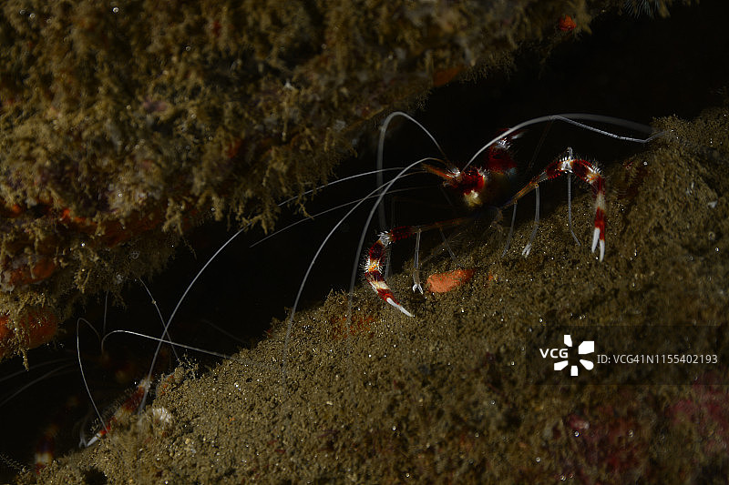 带纹珊瑚虾图片素材