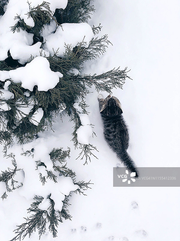雪地常青灌木旁的小猫图片素材