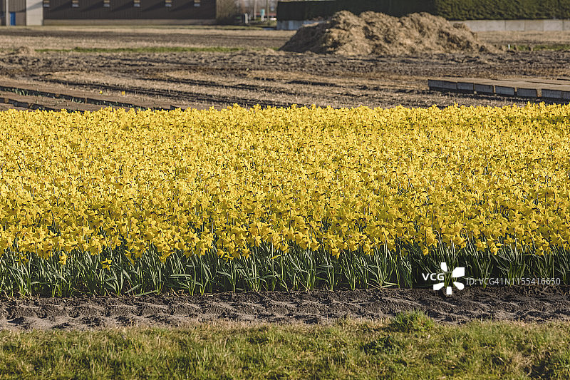 耕种的黄水仙花田图片素材